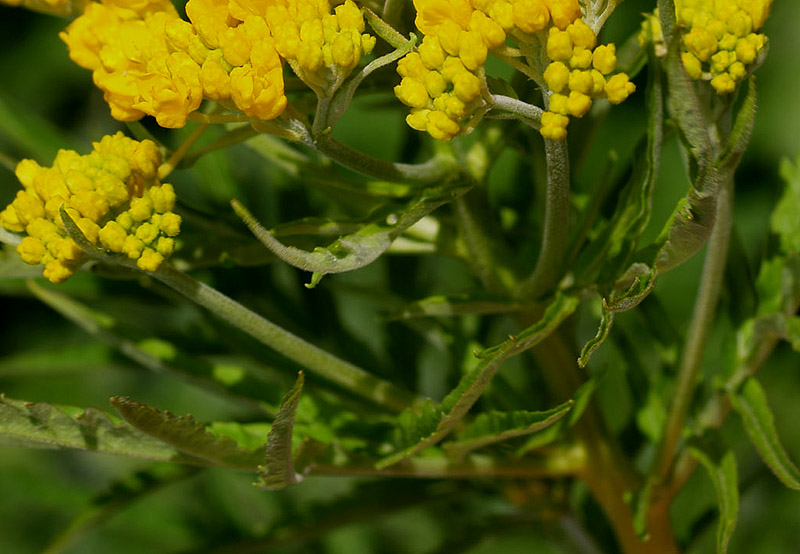 Hugueninia tanacetifolia